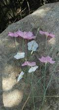 Convolvulus dorycnium
